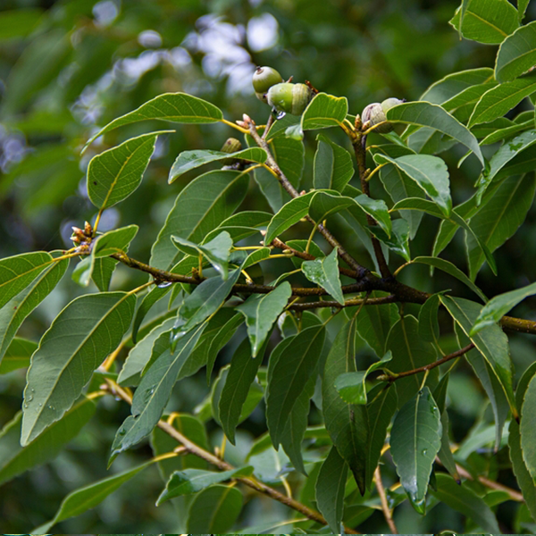 Close-up of a branch with green leaves and small unripe fruit, characteristic of the Quercus myrsinifolia - Bamboo-Leaved Oak Tree, set against a blurred background of additional greenery.