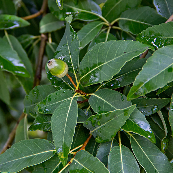 A close-up reveals an acorn perched on a branch, framed by glossy green leaves, which are typical of the Quercus myrsinifolia – Bamboo-Leaved Oak Tree.