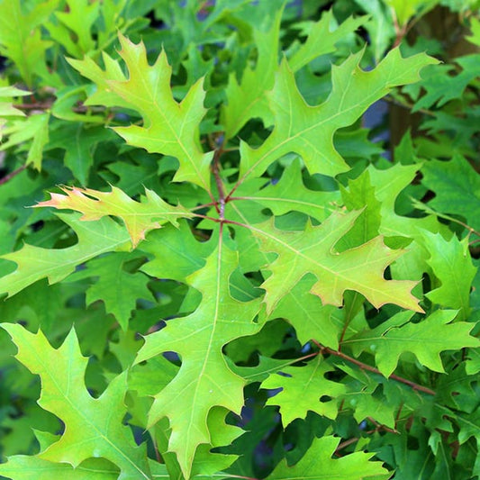 Quercus palustris - Pin Oak Tree