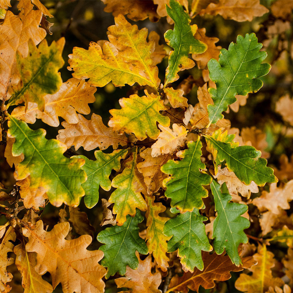 Quercus patrea - Autumn Foliage