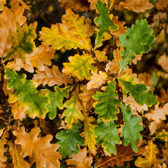 Quercus petrea - Sessile Oak Tree