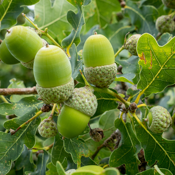 Quercus Robur