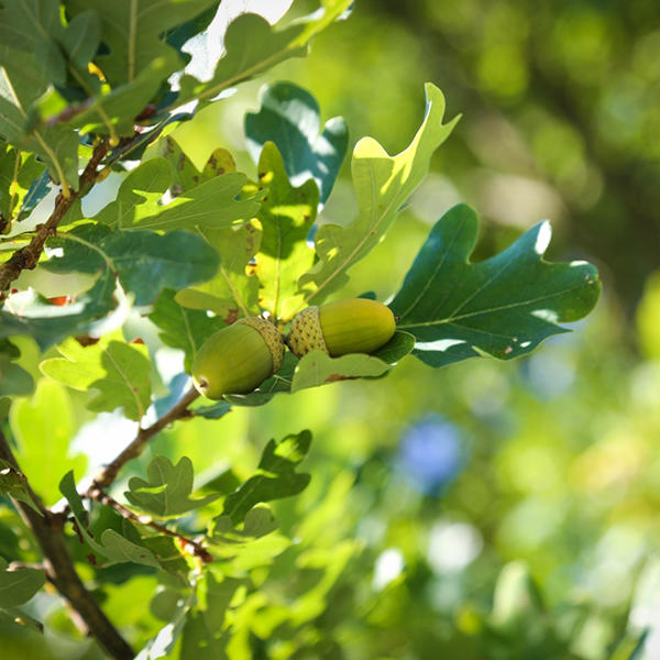 Quercus Robur