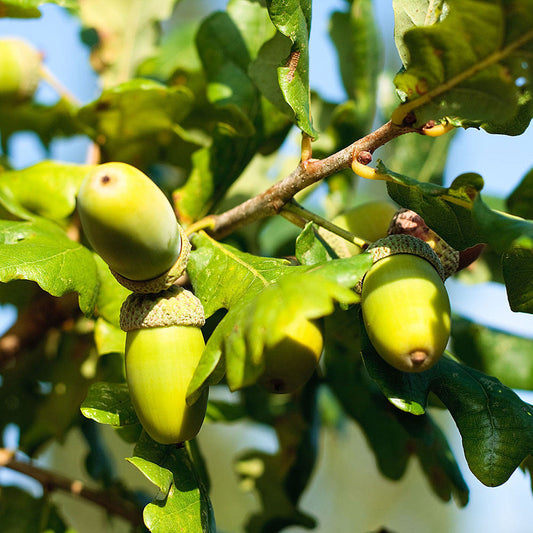 Quercus robur - English Oak Tree