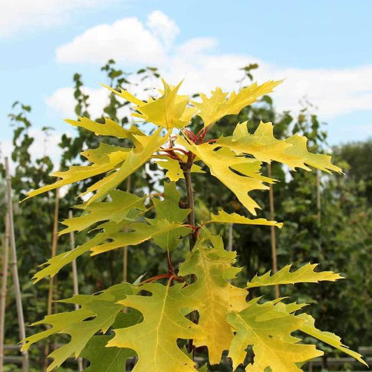 Quercus rubra Aurea - Foliage