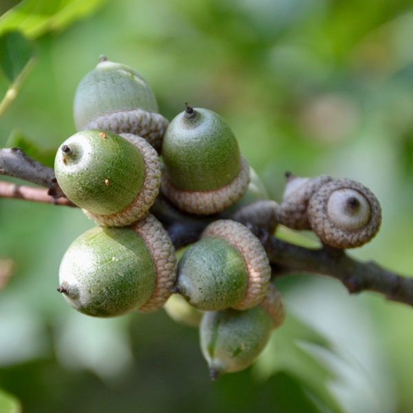 Quercus Rubra