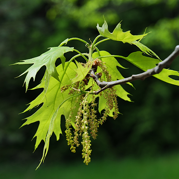 Quercus Rubra