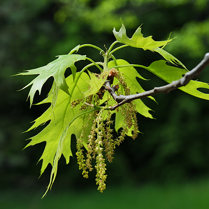 Quercus Rubra