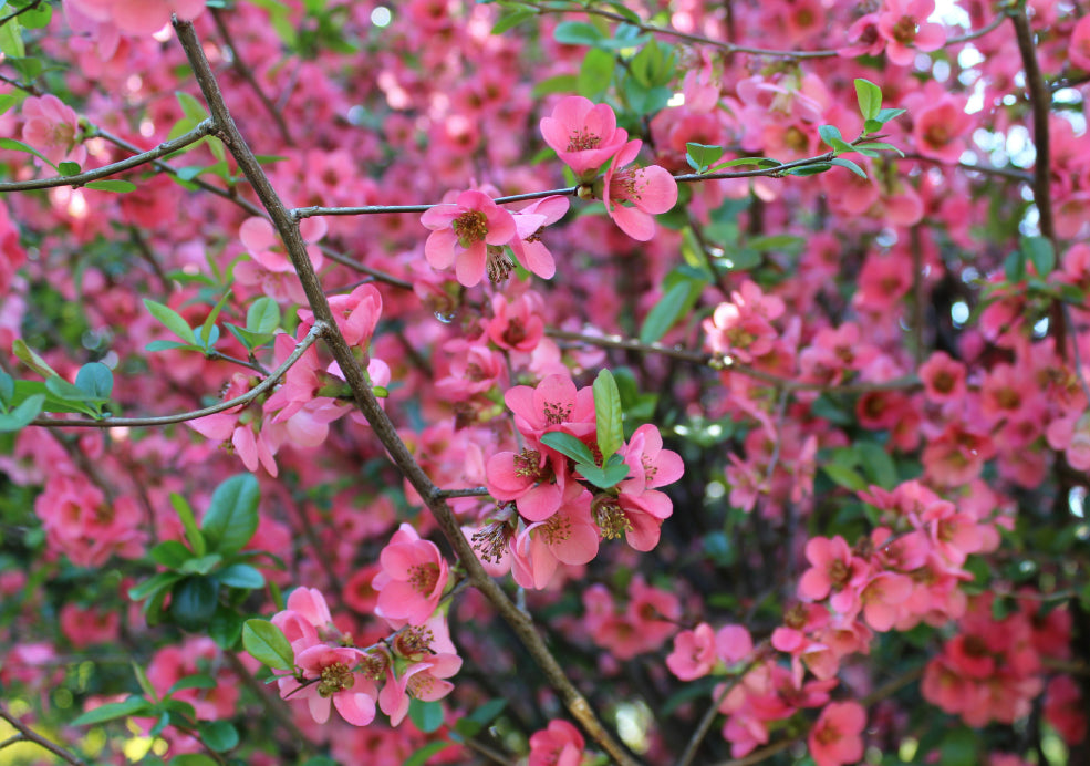 A Blend of Seasonal Colour and Wildlife Appeal.