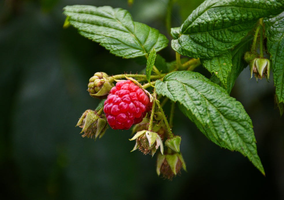 Raspberry: A Sweet Addition to the Garden.