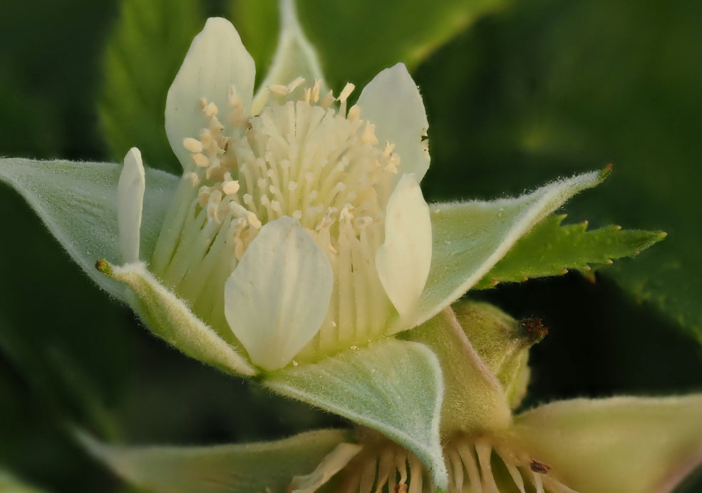 Attracting Pollinators and Providing Shelter.