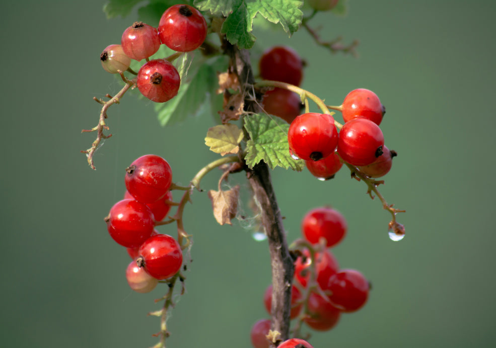 Redcurrant: A Bright Addition to the Fruit Garden.