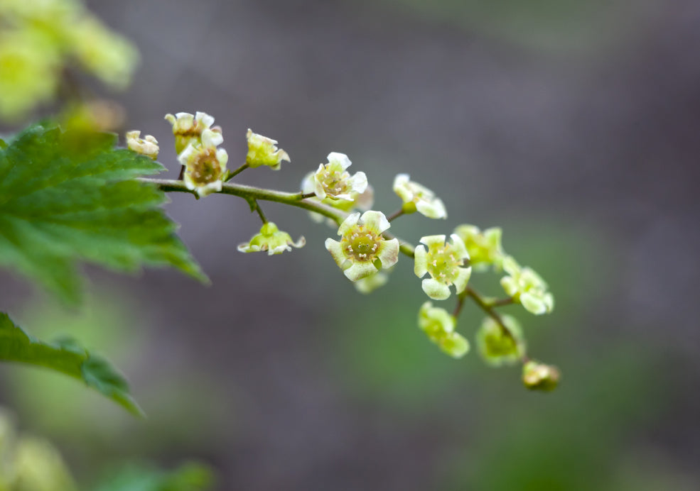 Enhancing Biodiversity.