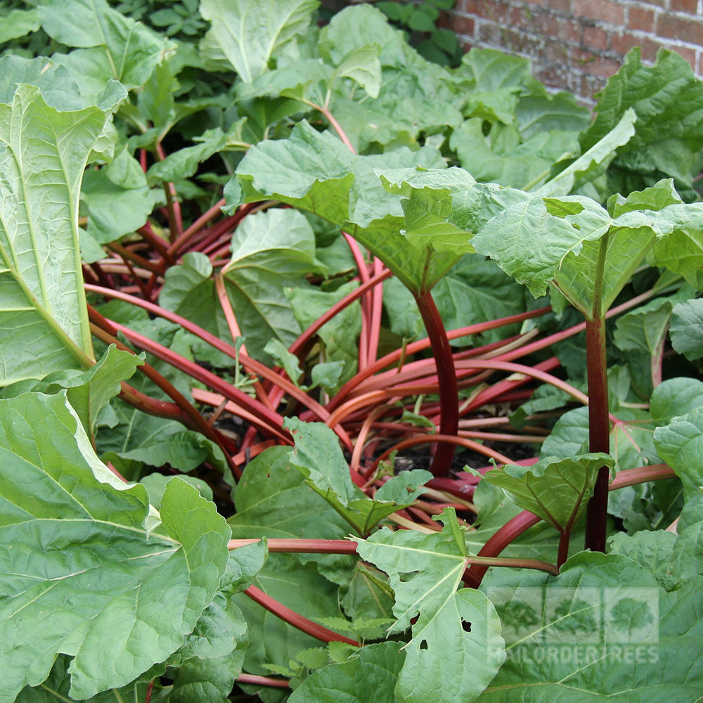 A lush cluster of Rheum Timperley Early - Rhubarb, celebrated for its superb taste and dependable yield, displays wide green leaves and robust red stalks against a brick wall backdrop.