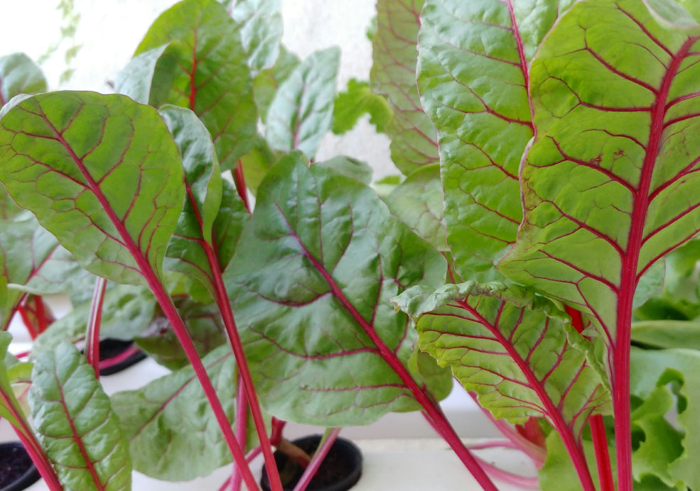 Rhubarb: A Classic Crop with Bold Foliage.