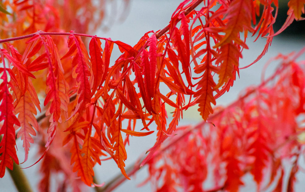 Rhus: Autumn’s Fiery Showstopper.