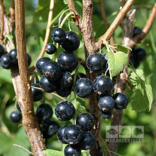 Clusters of ripe fruit from the Ribes Ben Connan Blackcurrant Plant, known for its high yield, are encircled by luxuriant green foliage.