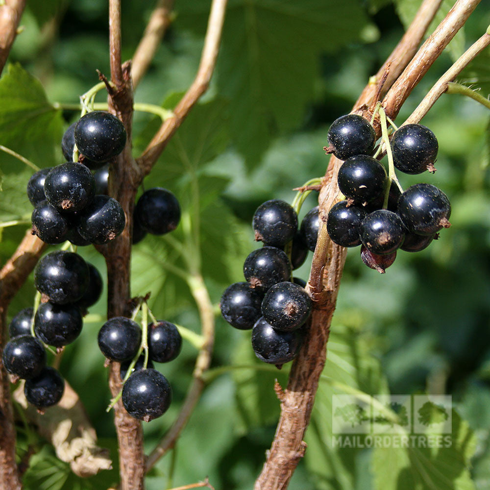 Clusters of ripe blackcurrants produced by the Ribes Ben Lomond - Ben Lomond Blackcurrant Plant are known for their heavy yields and hang from branches with green leaves in the background.