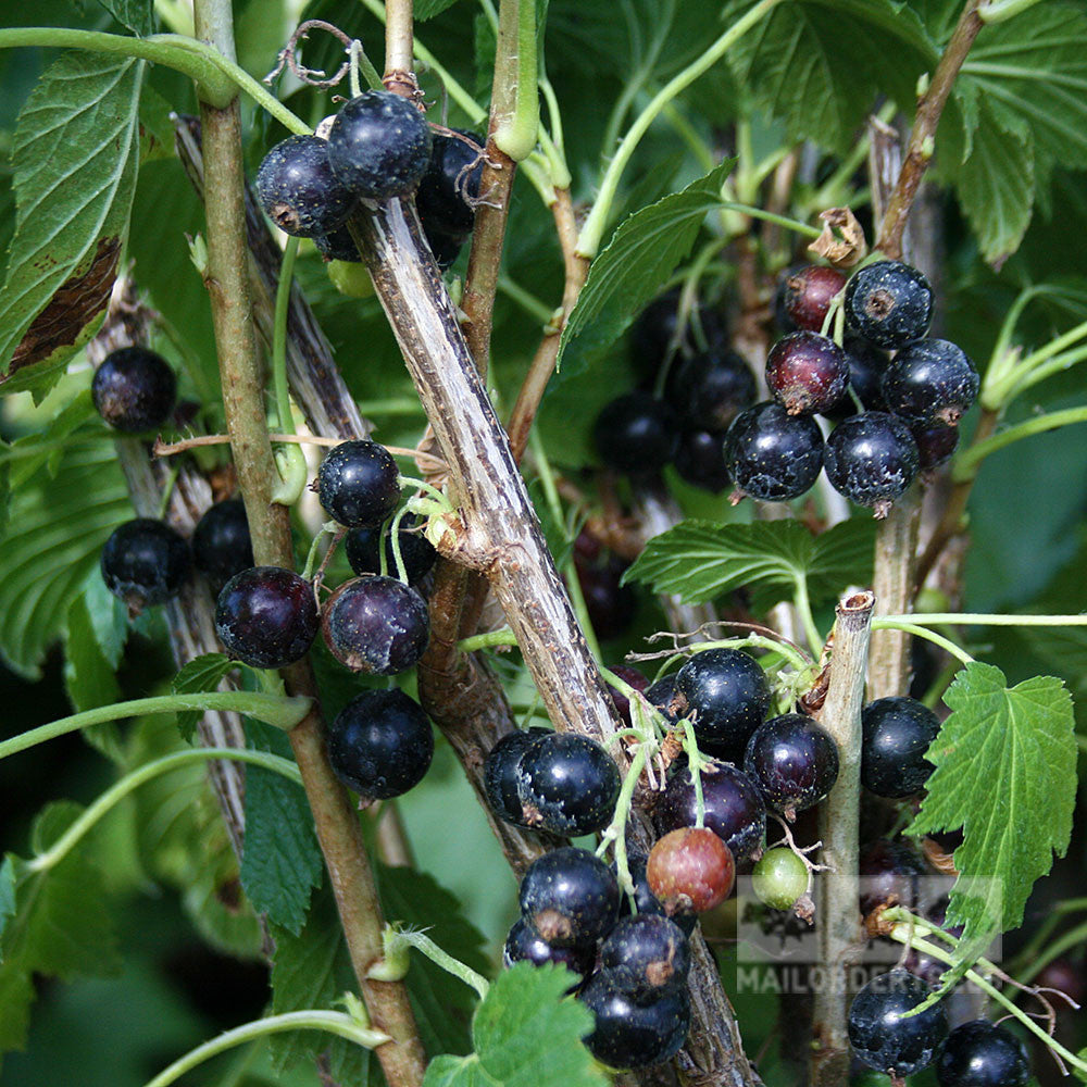 Close-up of Ribes Ben Nevis - Ben Nevis Blackcurrant Plant with sparkling blackcurrants nestled among vibrant green leaves, capturing the rugged beauty of Ben Nevis.