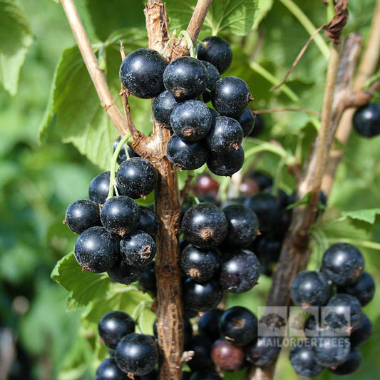 Close-up of abundant Ribes Ben Sarek blackcurrants clustered on branches, with lush green leaves in the background.