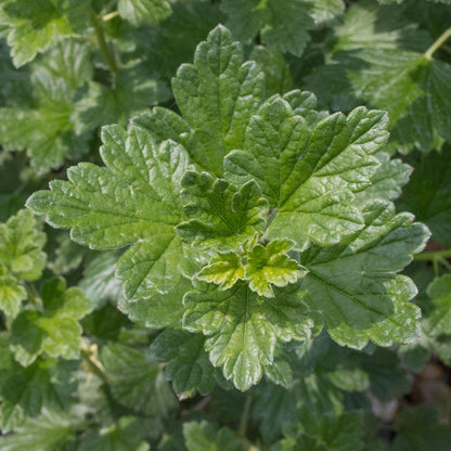 Close-up of green, serrated-edged leaves of the Ribes Hinnonmaki Green - Gooseberry Hinnonmaki Green plant, viewed from above. The varying shades of green reveal prominent veins, highlighting its robust and disease-resistant nature.