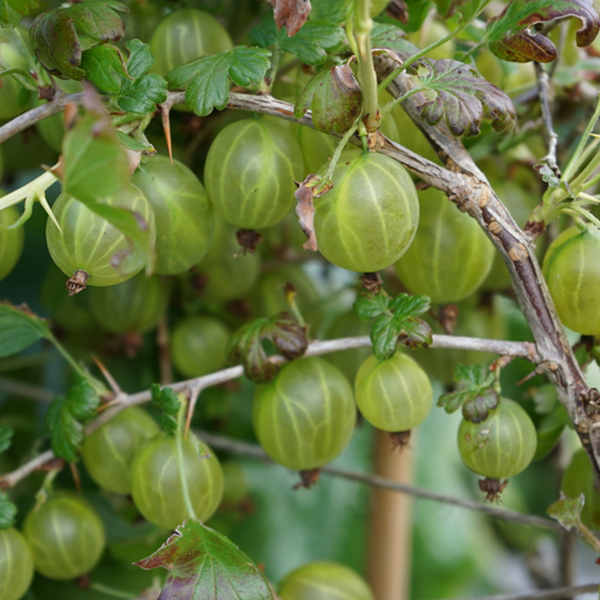 The Ribes Hinnonmaki Green - Gooseberry Hinnonmaki Green, prized for its disease-resistant qualities, drapes elegantly from branches adorned with lush green leaves.