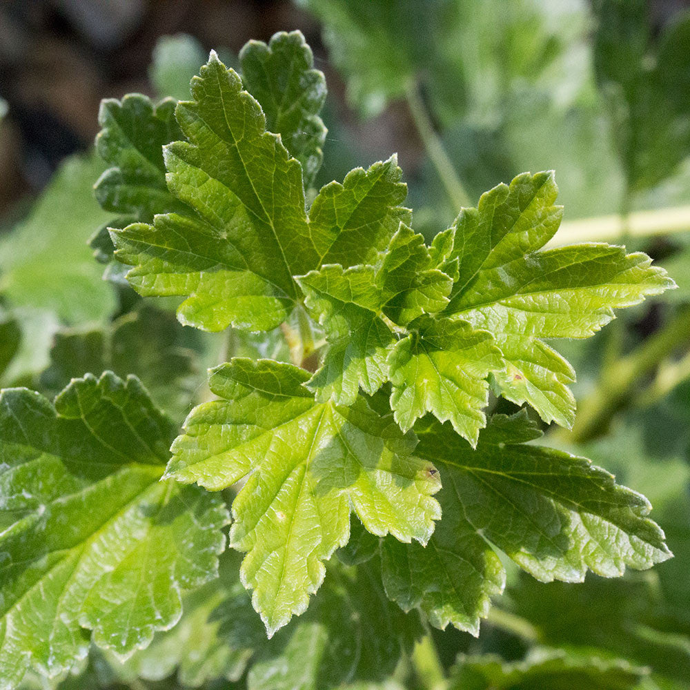 Close-up of green leaves with serrated edges on a Ribes Hinnonmaki Red - Gooseberry Hinnonmaki Red, celebrated for its disease-resistant attributes.