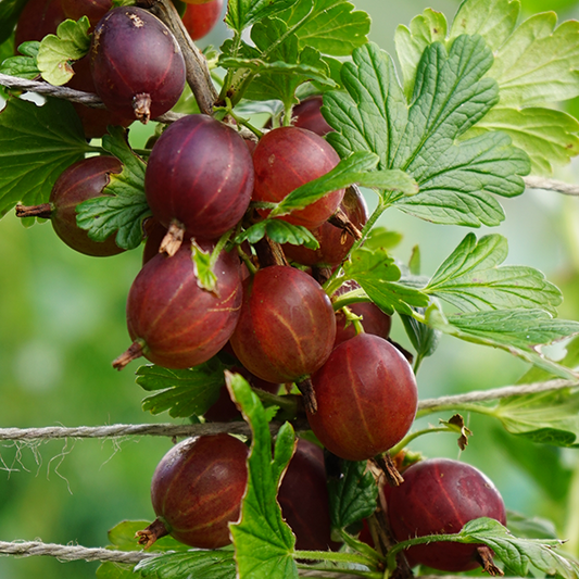 A close-up of ripe Ribes Hinnonmaki Red gooseberries, renowned for their disease-resistant qualities, hanging from a branch with vibrant green leaves.