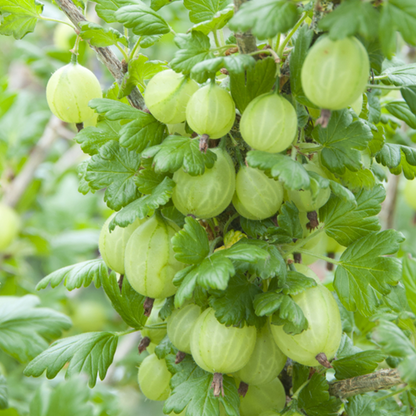 Clusters of Ribes Invicta - Gooseberry Invicta dangle from the branch, with their sizable green berries tucked amid the lush foliage, highlighting a sturdy, disease-resistant fruit.