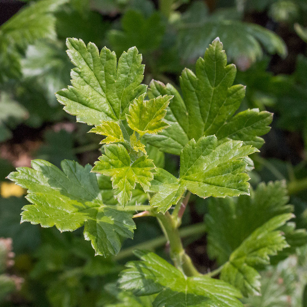 Close-up of vibrant green plant leaves with serrated edges, flourishing outdoors under sunlight, highlighting the hardiness and beauty of the Ribes Invicta - Gooseberry Invicta, celebrated for its large green berries and disease-resistant characteristics.