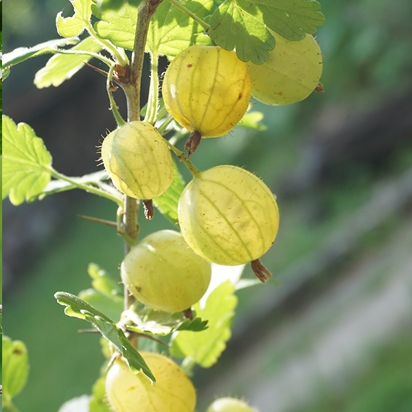 Close-up of large green berries of Ribes Invicta - Gooseberry Invicta hanging from a branch amidst vibrant leaves, highlighting its celebrated disease-resistant fruit in a garden setting.