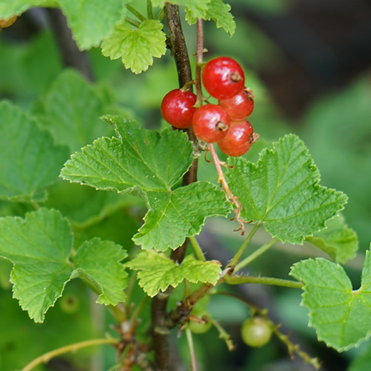 Close-up of a branch with clusters of Ribes Jonkheer Van Tets - Redcurrant, highlighting its vibrant hues, accompanied by lush green leaves.