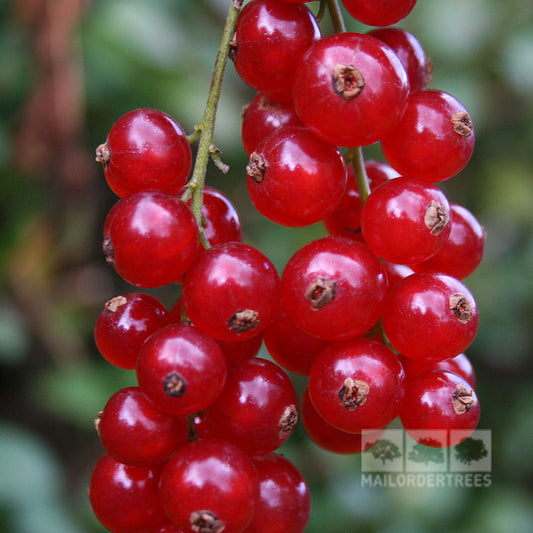 Close-up of a cluster of vibrant Ribes Rolan - Redcurrant, perfect for making jams, hanging from a branch against a blurred green background.