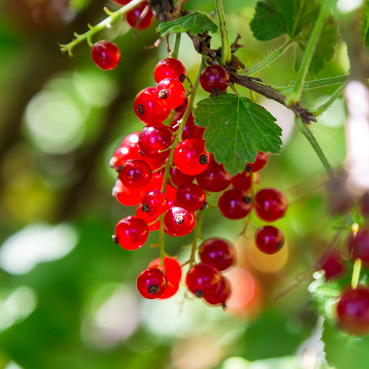 A cluster of vibrant Ribes Rovada, known for its large red berries, hangs on a bush with lush green leaves in the background.