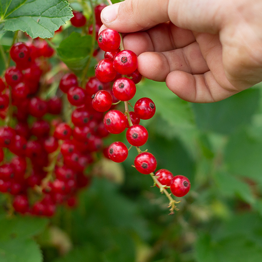 A hand picking a cluster of Ribes Stanza - Redcurrants from a bush, surrounded by lush green leaves, showcasing the bounty of this heavy cropper.