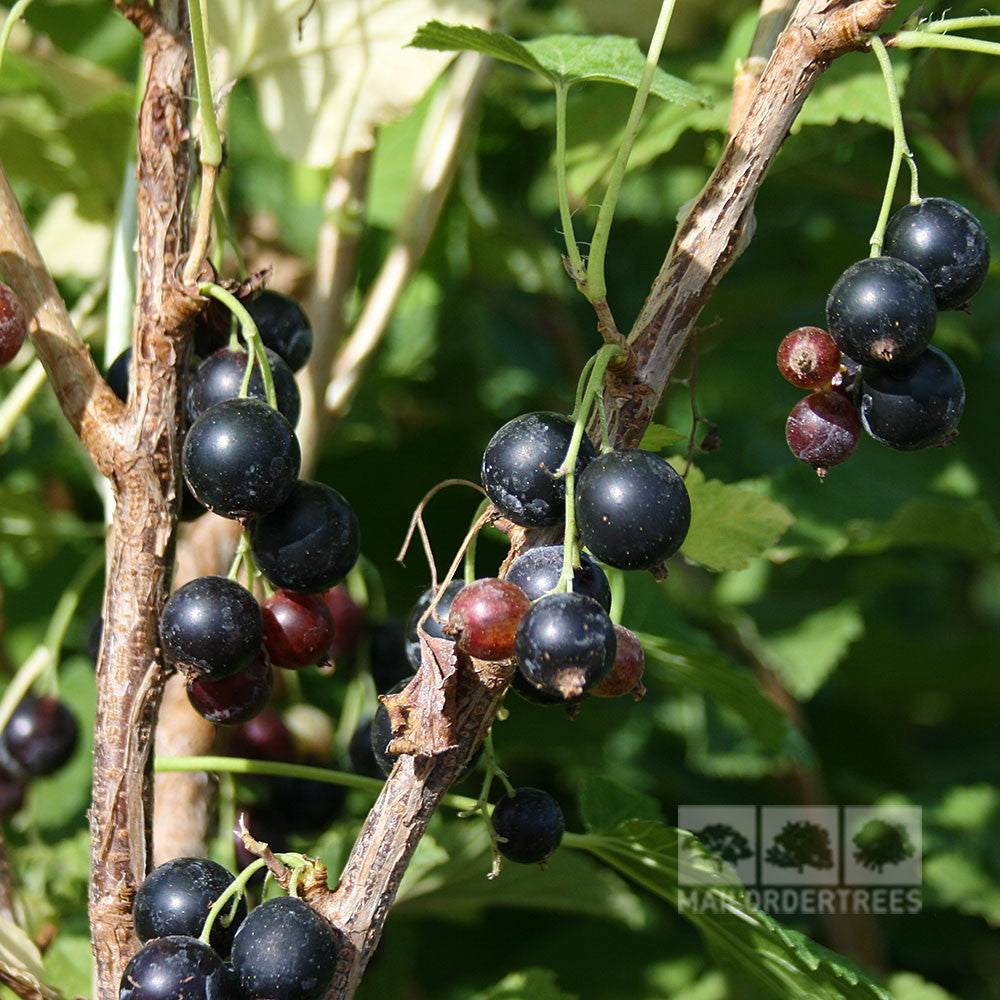 Clusters of juicy Ribes Wellington XXX - Blackcurrant Wellington XXX berries and a few unripe ones hang on a branch with green leaves, promising high crop yields.