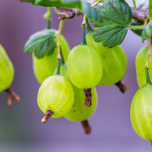 Close-up of green Ribes Whinhams Industry Gooseberries hanging on branches with leaves, known for being a disease-resistant fruit.