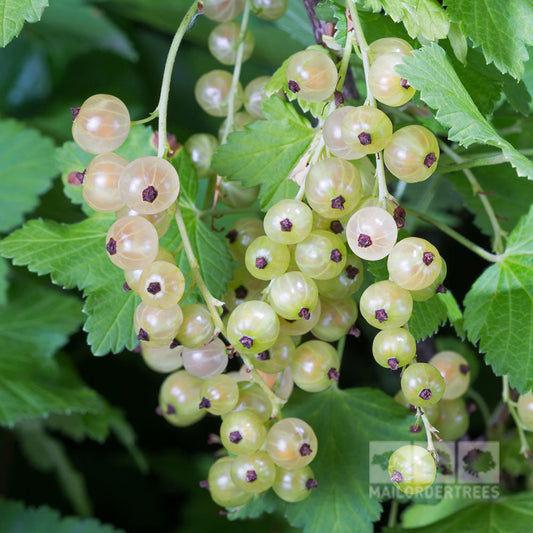 Close-up of clusters of Ribes White Hollander - whitecurrants hanging from vibrant green leaves.