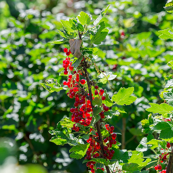 Ribes Rovada - Redcurrant