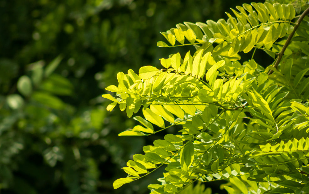 Robinia: A Tree of Grace and Character.