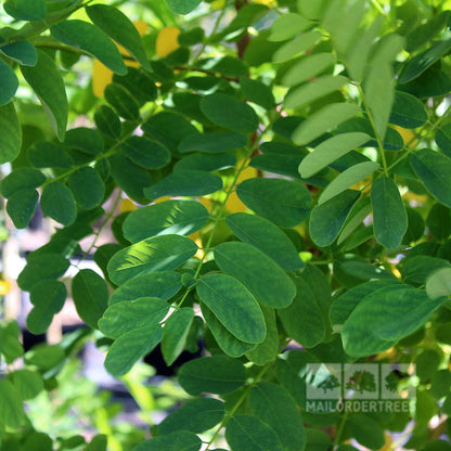 Close-up of vibrant green leaves illuminated by sunlight, showcasing the resilience of a Robinia Bessoniana - Black Locust Bessoniana, renowned for its drought tolerance. The MailOrderTrees logo adorns the bottom right corner.