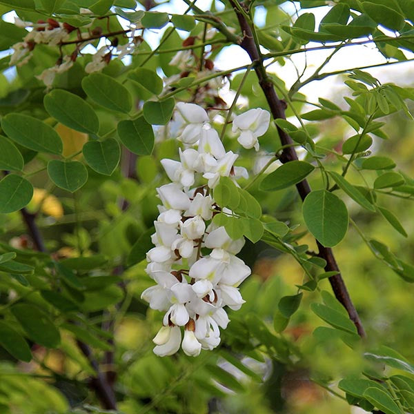 The branch of a drought-tolerant Robinia Bessoniana - Black Locust Bessoniana is adorned with a cluster of white flowers surrounded by green leaves.