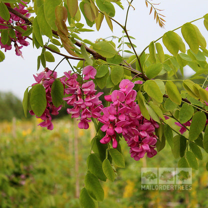 A branch of the Robinia Casque Rouge - Pink Cascade Tree displays vibrant deep pink flowers and lush green leaves, set against a softly blurred natural background.