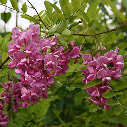 Branches of the Robinia Casque Rouge - Pink Cascade are adorned with clusters of deep pink flowers and green leaves.