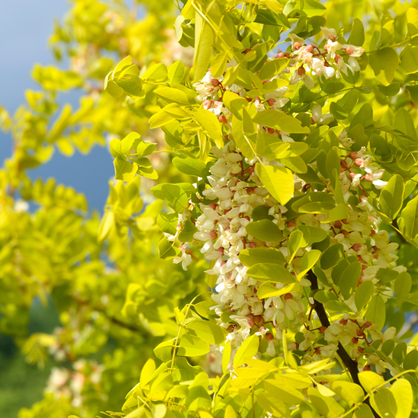 The Robinia Frisia - False Acacia Tree stands proudly with its vibrant green leaves and clusters of small white and pink flowers shimmering under the sunlight, making it a stunning ornamental addition to any garden.