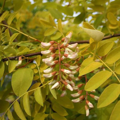 Clusters of small, pinkish-white flowers dangle from the slender branches of the Robinia Frisia - False Acacia Tree, an ornamental tree adorned with lush green foliage.