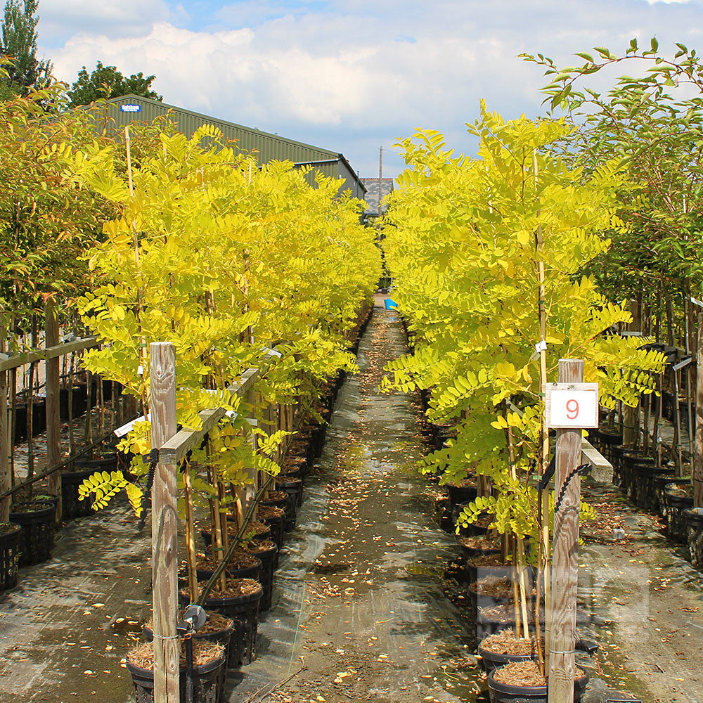 Rows of potted Robinia Frisia, the False Acacia Tree with vibrant yellow leaves, stand proudly in the garden centre.