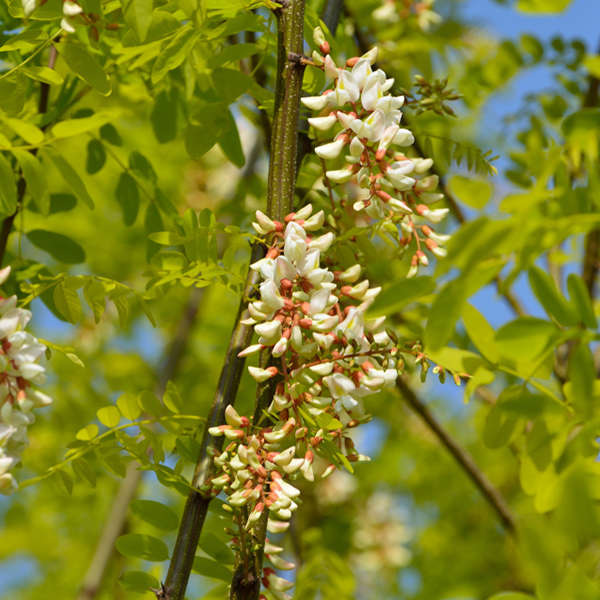 Clusters of white and pink flowers hang gracefully from the branches of the ornamental Robinia Frisia - False Acacia Tree, set against a clear blue sky.