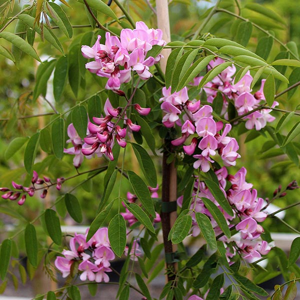 Elegant, wisteria-like pink blossoms burst forth on a Robinia Hillieri - Pink Acacia Tree, their striking colours complemented by verdant green leaves, crafting a magnificent display in the summer.