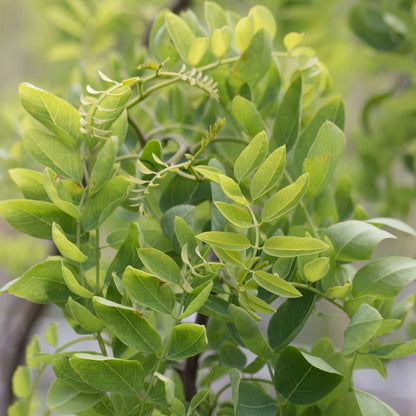 Close-up of lush green leaves and tendrils, showcasing various shades of green, intertwined with the twisted branches of a Robinia Tortuosa - Tortuosa Black Locust.